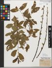 Foto von Salix myrsinifolia Salisb.